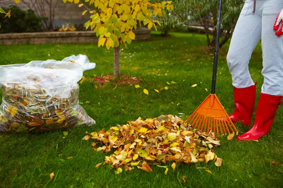 Reputable Yard Waste Removal Aurora, CO